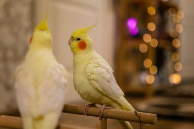 Güzel bir kuş fotoğrafı. Komik papağan. Cockatiel papağanı. Evcil sarı kuş. Güzel tüyler. Şirin papağan..