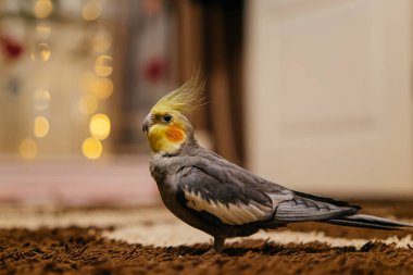 Güzel bir kuş fotoğrafı. Komik papağan. Cockatiel papağanı. Evcil sarı kuş. Güzel tüyler. Şirin papağan..