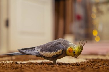 Güzel bir kuş fotoğrafı. Komik papağan. Cockatiel papağanı. Evcil sarı kuş. Güzel tüyler. Şirin papağan..