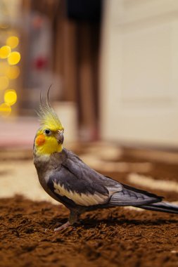 Güzel bir kuş fotoğrafı. Komik papağan. Cockatiel papağanı. Evcil sarı kuş. Güzel tüyler. Şirin papağan..