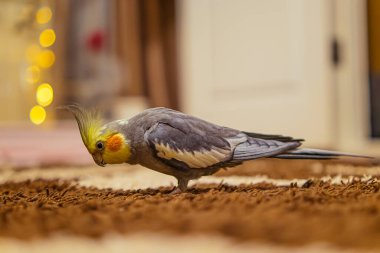 Güzel bir kuş fotoğrafı. Komik papağan. Cockatiel papağanı. Evcil sarı kuş. Güzel tüyler. Şirin papağan..