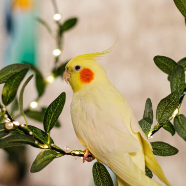 Güzel bir kuş fotoğrafı. Komik papağan. Cockatiel papağanı. Evcil sarı kuş. Güzel tüyler. Şirin papağan..