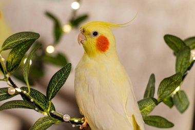 Güzel bir kuş fotoğrafı. Komik papağan. Cockatiel papağanı. Evcil sarı kuş. Güzel tüyler. Şirin papağan..