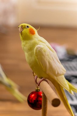 Güzel bir kuş fotoğrafı. Komik papağan. Cockatiel papağanı. Evcil sarı kuş. Güzel tüyler. Şirin papağan..