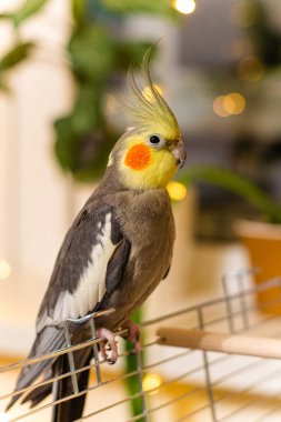 Güzel bir kuş fotoğrafı. Komik papağan. Cockatiel papağanı. Evcil sarı kuş. Güzel tüyler. Şirin papağan..