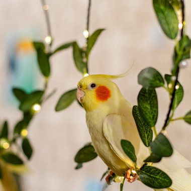 Güzel bir kuş fotoğrafı. Komik papağan. Cockatiel papağanı. Evcil sarı kuş. Güzel tüyler. Şirin papağan..