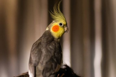 Güzel bir kuş fotoğrafı. Komik papağan. Cockatiel papağanı. Evcil sarı kuş. Güzel tüyler. Şirin papağan..