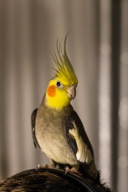 Güzel bir kuş fotoğrafı. Kuşbilim. Komik papağan. Cockatiel papağanı. Evcil sarı kuş. Güzel tüyler. Hayvanları sevmek. Şirin papağan..