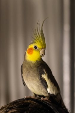 Güzel bir kuş fotoğrafı. Kuşbilim. Komik papağan. Cockatiel papağanı. Evcil sarı kuş. Güzel tüyler. Hayvanları sevmek. Şirin papağan..