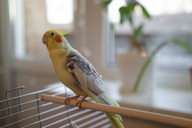 Sarı papağan. Şirin papağan. Evcil hayvan papağanı. En iyi papağan. Güzel bir kuş fotoğrafı. Komik papağan.