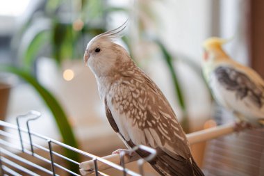 Sarı papağan. Şirin papağan. Evcil hayvan papağanı. En iyi papağan. Güzel bir kuş fotoğrafı. Komik papağan.