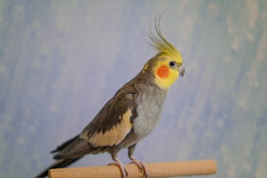 Sarı papağan. Şirin papağan. Evcil hayvan papağanı. En iyi papağan. Güzel bir kuş fotoğrafı. Komik papağan.