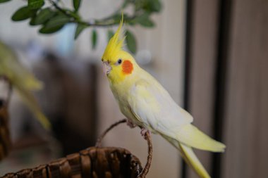 Sarı papağan. Şirin papağan. Evcil hayvan papağanı. En iyi papağan. Güzel bir kuş fotoğrafı. Komik papağan.