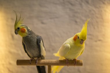 Cockatiel papağanı. Komik papağan. Cockatiel evcil hayvan. Cockatiel hayvan. Sevimli hayvan. Komik kuş. Cockatiel..