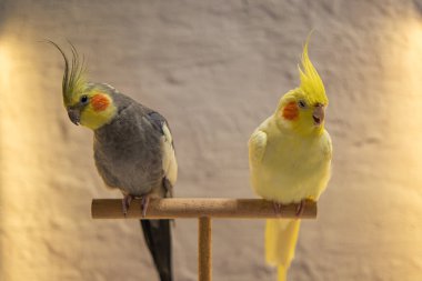 Cockatiel papağanı. Komik papağan. Cockatiel evcil hayvan. Cockatiel hayvan. Sevimli hayvan. Komik kuş. Cockatiel..