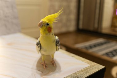 Sarı papağan. Şirin papağan. Evcil hayvan papağanı. En iyi papağan. Güzel bir kuş fotoğrafı. Komik papağan.