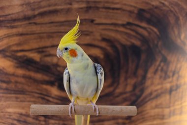 Sarı papağan. Şirin papağan. Evcil hayvan papağanı. En iyi papağan. Güzel bir kuş fotoğrafı. Komik papağan.
