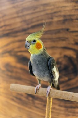 Sarı papağan. Şirin papağan. Evcil hayvan papağanı. En iyi papağan. Güzel bir kuş fotoğrafı. Komik papağan.