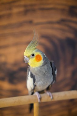 Sarı papağan. Şirin papağan. Evcil hayvan papağanı. En iyi papağan. Güzel bir kuş fotoğrafı. Komik papağan.