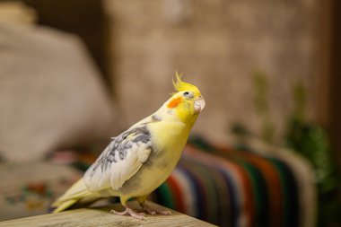 Sarı papağan. Şirin papağan. Evcil hayvan papağanı. En iyi papağan. Güzel bir kuş fotoğrafı. Komik papağan.