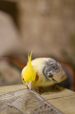 Sarı papağan. Şirin papağan. Evcil hayvan papağanı. En iyi papağan. Güzel bir kuş fotoğrafı. Komik papağan.
