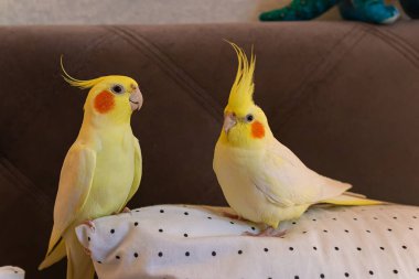 Cockatiel papağanı. Komik papağan. Cockatiel evcil hayvan. Cockatiel hayvan. Sevimli hayvan. Komik kuş. Cockatiel..