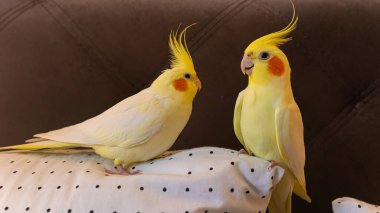 Cockatiel papağanı. Komik papağan. Cockatiel evcil hayvan. Cockatiel hayvan. Sevimli hayvan. Komik kuş. Cockatiel..