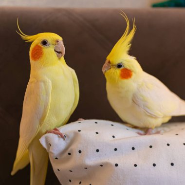 Cockatiel papağanı. Komik papağan. Cockatiel evcil hayvan. Cockatiel hayvan. Sevimli hayvan. Komik kuş. Cockatiel..