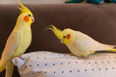 Cockatiel papağanı. Komik papağan. Cockatiel evcil hayvan. Cockatiel hayvan. Sevimli hayvan. Komik kuş. Cockatiel..
