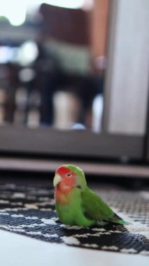 Sevimli muhabbet kuşu papağanı. Afrika papağanı. Hayvanlarla ilgilenir. Sevimli videolar. Komik papağanlar. Evcil hayvan papağanları..