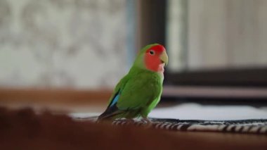 Sevimli muhabbet kuşu papağanı. Afrika papağanı. Hayvanlarla ilgilenir. Sevimli videolar. Komik papağanlar. Evcil hayvan papağanları..