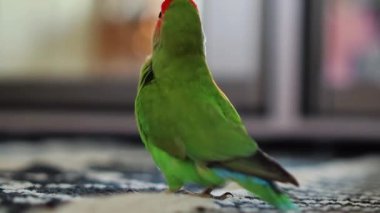 Sevimli muhabbet kuşu papağanı. Afrika papağanı. Hayvanlarla ilgilenir. Sevimli videolar. Komik papağanlar. Evcil hayvan papağanları..