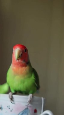 Sevimli muhabbet kuşu papağanı. Afrika papağanı. Hayvanlarla ilgilenir. Sevimli videolar. Komik papağanlar. Evcil hayvan papağanları..