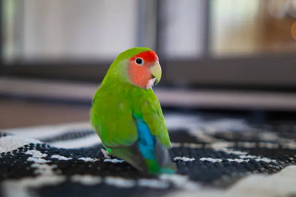 stock image Cute lovebird parrot.pet african parrot.caring for animals.cute video.Funny parrots.Home pet parrot.The best birds.Beautiful photo of a bird.Ornithology.caring for the animal.bird pet.funny photo.