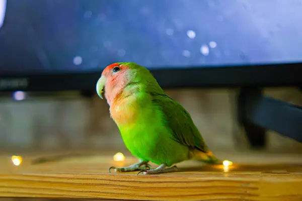 stock image Cute lovebird parrot.pet african parrot.caring for animals.cute video.Funny parrots.Home pet parrot.The best birds.Beautiful photo of a bird.Ornithology.caring for the animal.bird pet.funny photo.