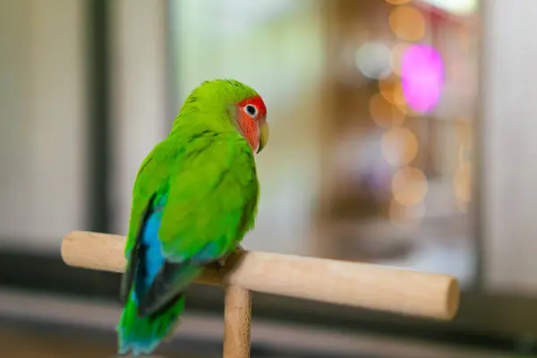 stock image Cute lovebird parrot.pet african parrot.caring for animals.cute video.Funny parrots.Home pet parrot.The best birds.Beautiful photo of a bird.Ornithology.caring for the animal.bird pet.funny photo.