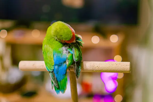 stock image Cute lovebird parrot.pet african parrot.caring for animals.cute video.Funny parrots.Home pet parrot.The best birds.Beautiful photo of a bird.Ornithology.caring for the animal.bird pet.funny photo.