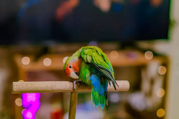 stock image Cute lovebird parrot.pet african parrot.caring for animals.cute video.Funny parrots.Home pet parrot.The best birds.Beautiful photo of a bird.Ornithology.caring for the animal.bird pet.funny photo.