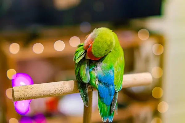 stock image Cute lovebird parrot.pet african parrot.caring for animals.cute video.Funny parrots.Home pet parrot.The best birds.Beautiful photo of a bird.Ornithology.caring for the animal.bird pet.funny photo.