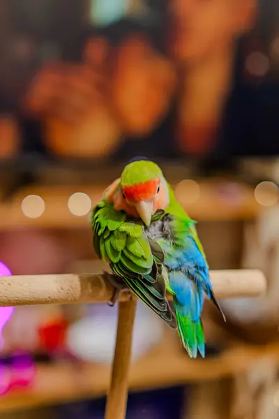 stock image Cute lovebird parrot.pet african parrot.caring for animals.cute video.Funny parrots.Home pet parrot.The best birds.Beautiful photo of a bird.Ornithology.caring for the animal.bird pet.funny photo.