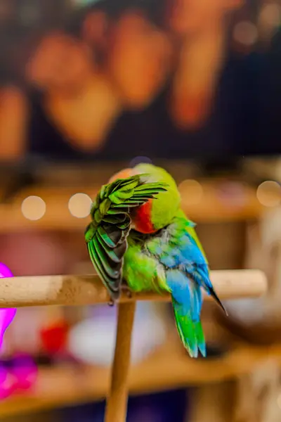 stock image Cute lovebird parrot.pet african parrot.caring for animals.cute video.Funny parrots.Home pet parrot.The best birds.Beautiful photo of a bird.Ornithology.caring for the animal.bird pet.funny photo.