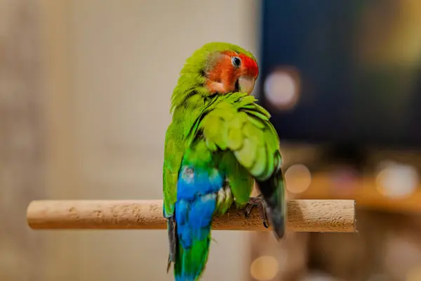 stock image Cute lovebird parrot.pet african parrot.caring for animals.cute video.Funny parrots.Home pet parrot.The best birds.Beautiful photo of a bird.Ornithology.caring for the animal.bird pet.funny photo.