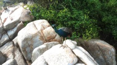 Hint Okyanusu dalgaları