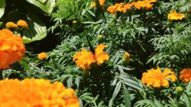 Tavuskuşu kelebeği, kanatları katlanmış, güneşli bir günde, bir çayırdaki portakal çiçeğinin üzerinde oturur.