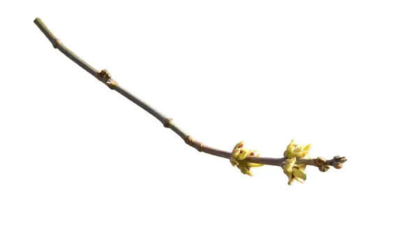 Tomurcukları izole edilmiş erken bahar ağacı (çalılık) bitki dalı
