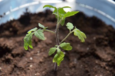 Bir genç domates, şeffaf plastik bir tencerede (humus) filizlenir.