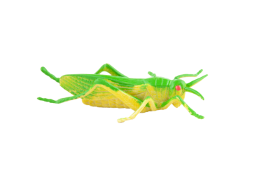 Banyo için yeşil plastik (lastik) çekirge oyuncağı, maket (model), kenar görünümü izole png