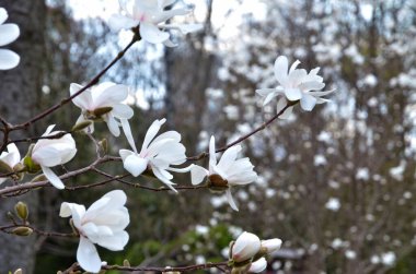 Yeşil park arka planında beyaz manolya çiçekleri