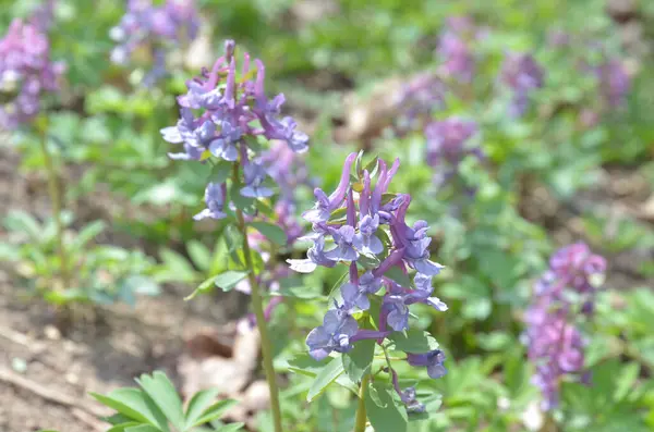 Bir çayır üzerinde Corydalis Soda Mor (leylak, menekşe) çiçekleri, yakın plan
