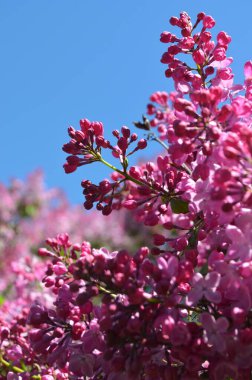 Güzel pembe çiçekler baharda ağaçta 